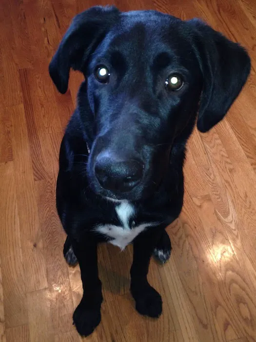 Ark Animal Hospital - Kansas City Picture 4