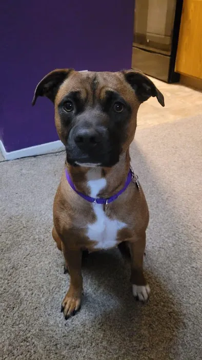 Ark Animal Hospital - Kansas City Picture 3