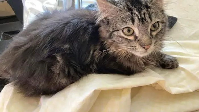 Ark Animal Hospital - Kansas City Picture 5