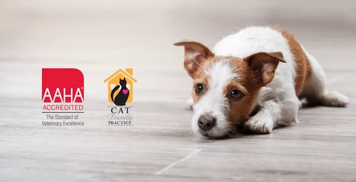 Ark Animal Hospital - Kansas City Picture 9