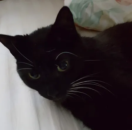 Ark Animal Hospital - Kansas City Picture 6