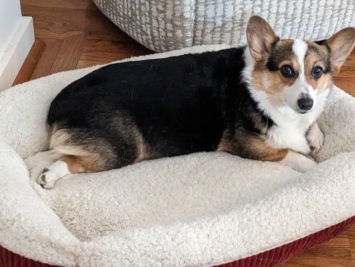 Amity Woods Animal Hospital Picture 1