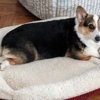 Amity Woods Animal Hospital ico