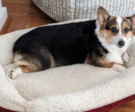 Amity Woods Animal Hospital