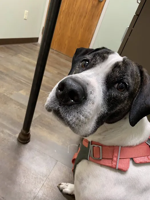 Amity Woods Animal Hospital Picture 4