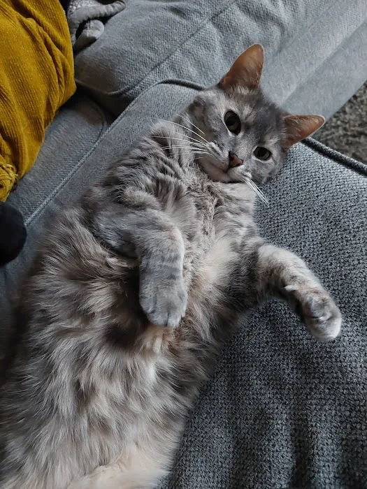 Amity Woods Animal Hospital Picture 7