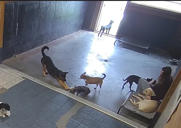 Amity Woods Animal Hospital Picture 10