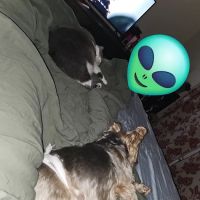 Banfield Pet Hospital ico