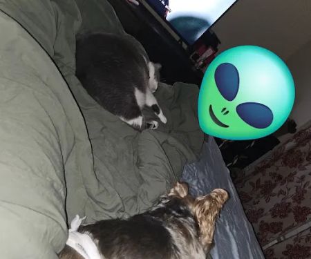 Banfield Pet Hospital