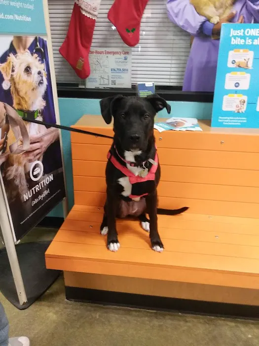 Banfield Pet Hospital Picture 6