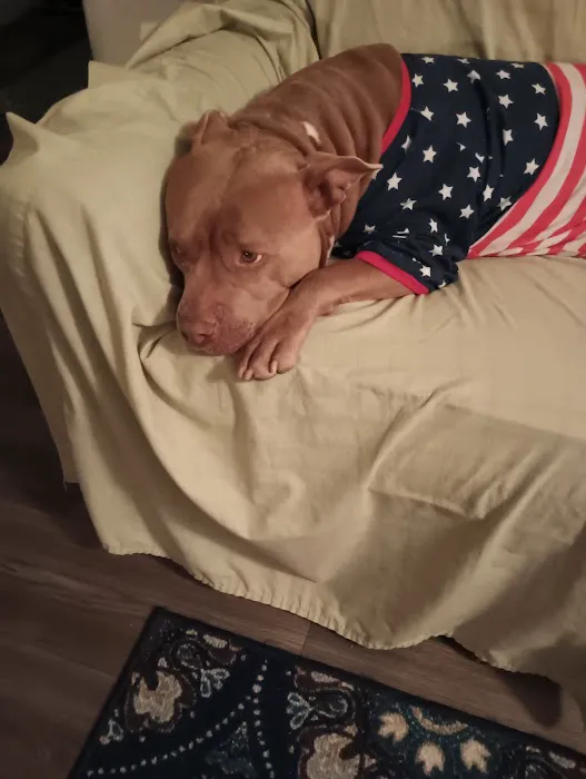 Banfield Pet Hospital Picture 4