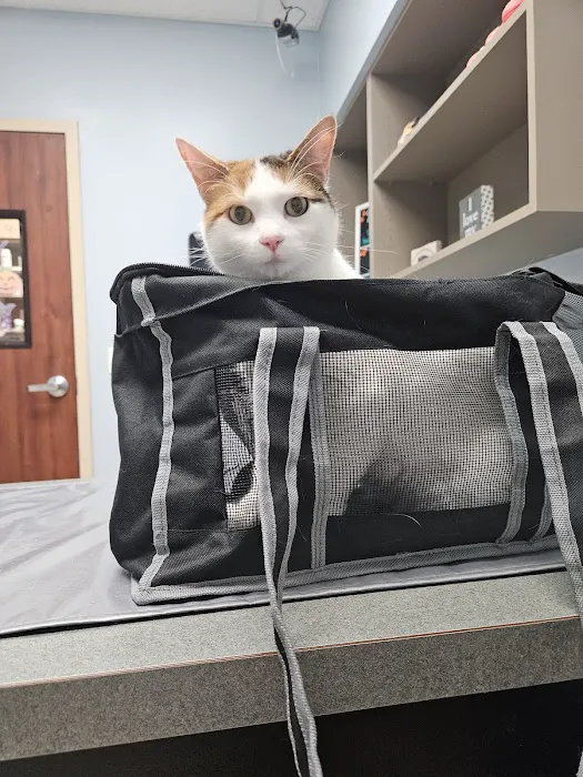 Shoal Creek Animal Hospital Picture 4