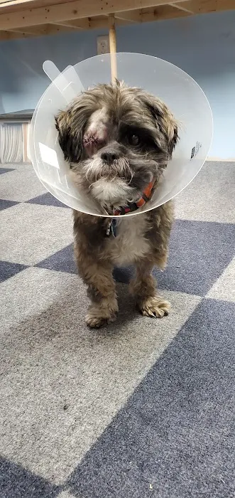 Shoal Creek Animal Hospital Picture 1