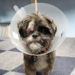 Shoal Creek Animal Hospital