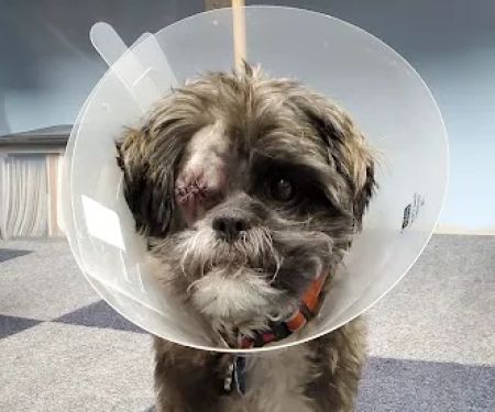 Shoal Creek Animal Hospital