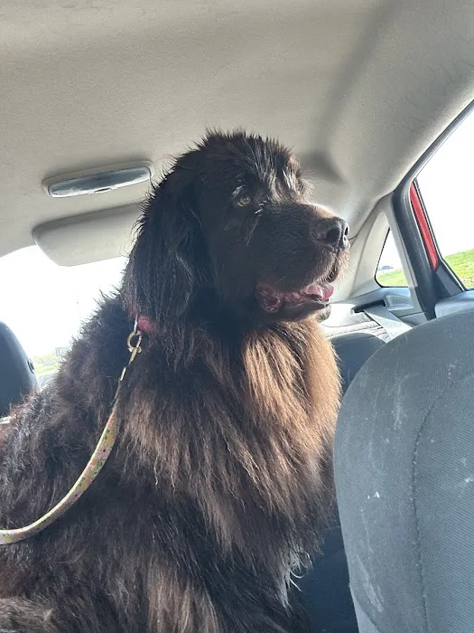 Shoal Creek Animal Hospital Picture 5