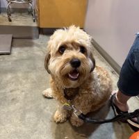 Oak Grove Animal Clinic ico