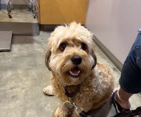 Oak Grove Animal Clinic