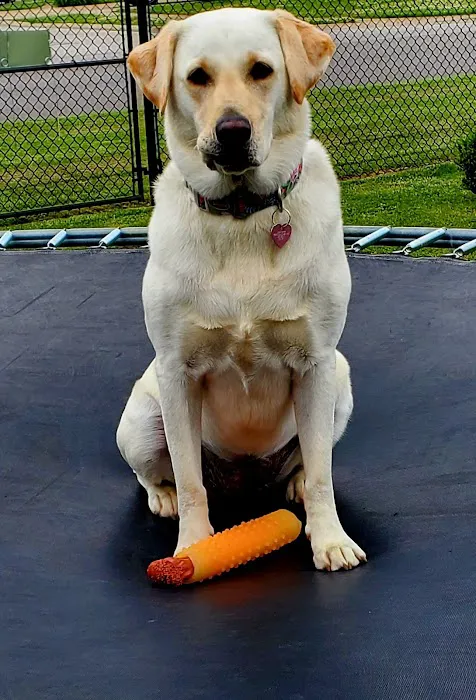 Oak Grove Animal Clinic Picture 4