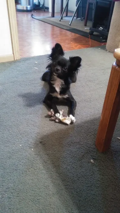 Oak Grove Animal Clinic Picture 10