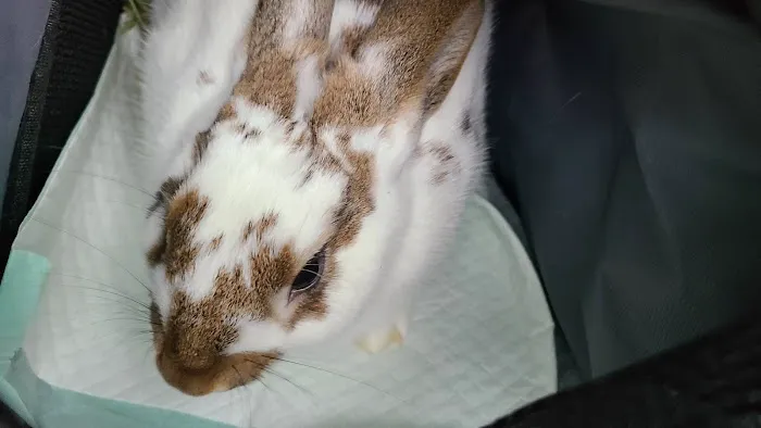 Crain Veterinary Center Picture 2