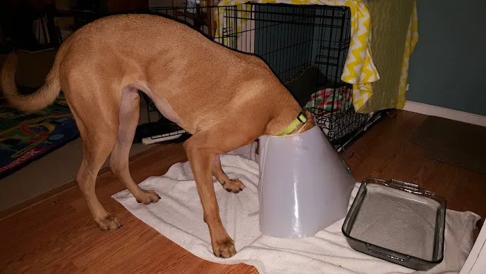 Crain Veterinary Center Picture 1