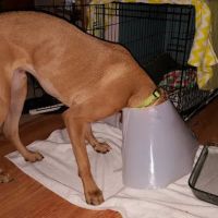 Crain Veterinary Center ico