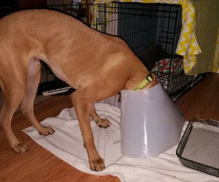 Crain Veterinary Center