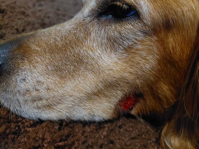 Crain Veterinary Center Picture 5