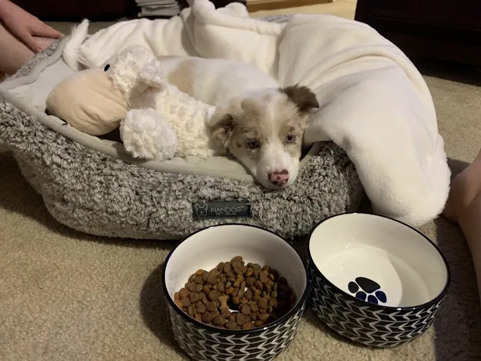 Crain Veterinary Center Picture 9