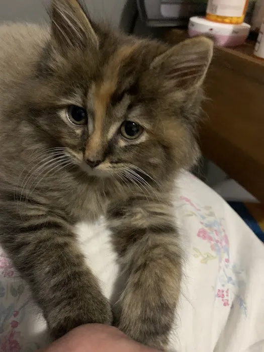 Vetco Total Care Animal Hospital Picture 3