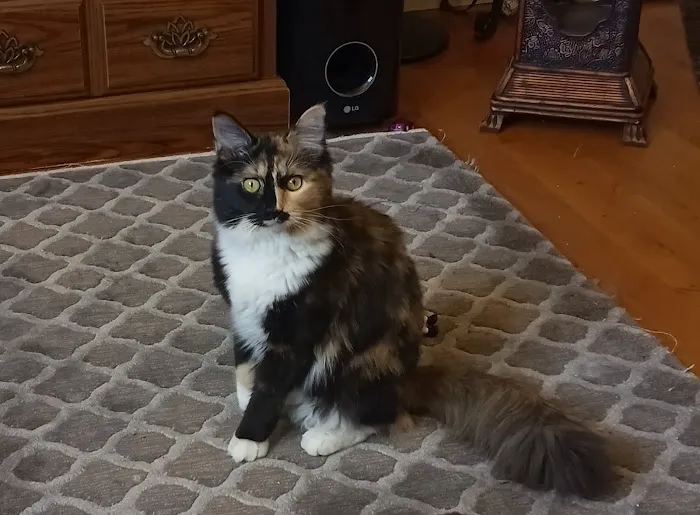 Vetco Total Care Animal Hospital Picture 8