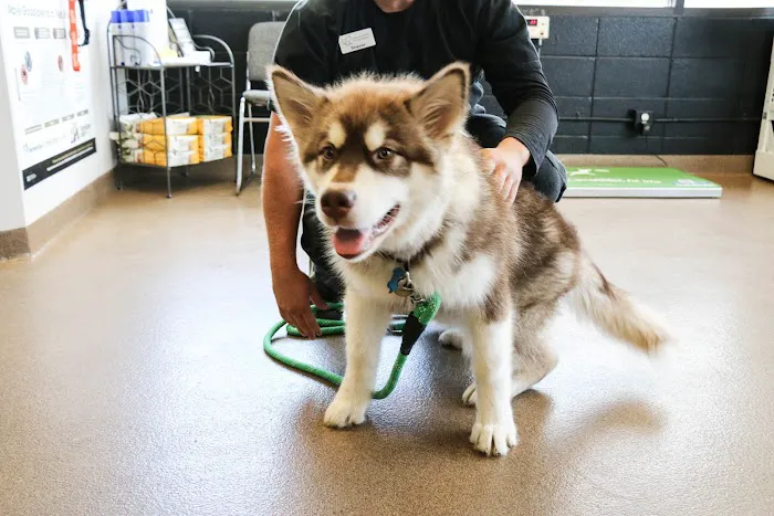 AniMed Animal Hospital Picture 4