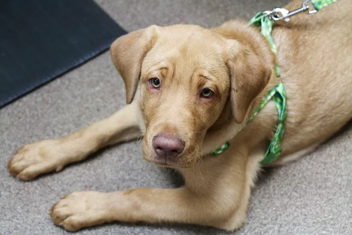 AniMed Animal Hospital Picture 3