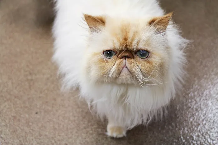 AniMed Animal Hospital Picture 5