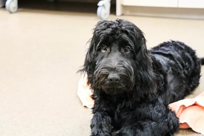 AniMed Animal Hospital Picture 8