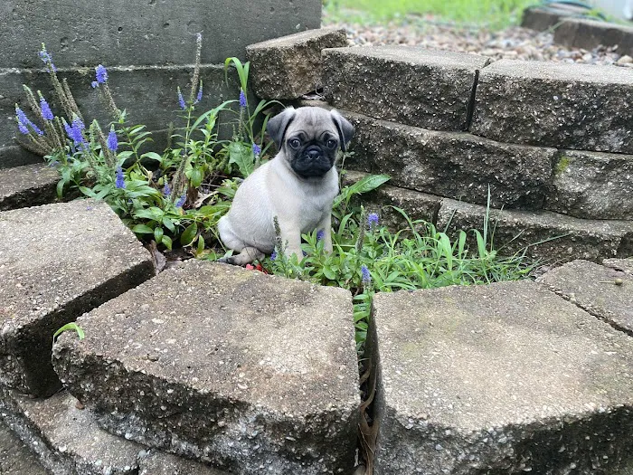 AniMed Animal Hospital Picture 10