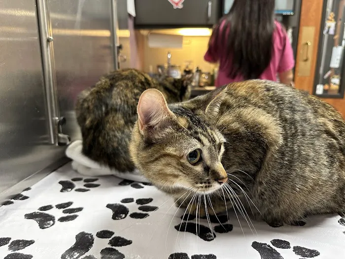 Blue Springs Animal Hospital Picture 3