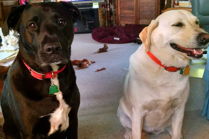 Blue Springs Animal Hospital Picture 1