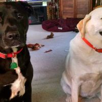 Blue Springs Animal Hospital ico