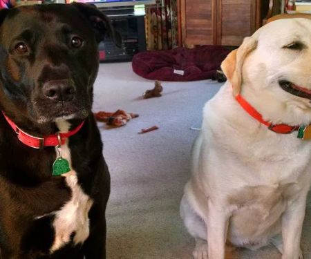 Blue Springs Animal Hospital