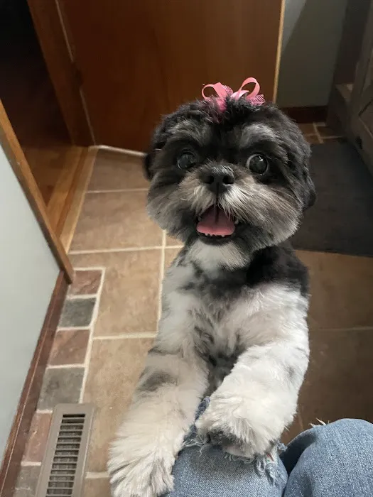 Blue Springs Animal Hospital Picture 7