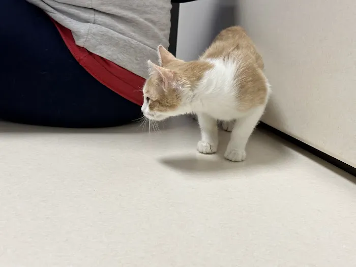 Blue Springs Animal Hospital Picture 5