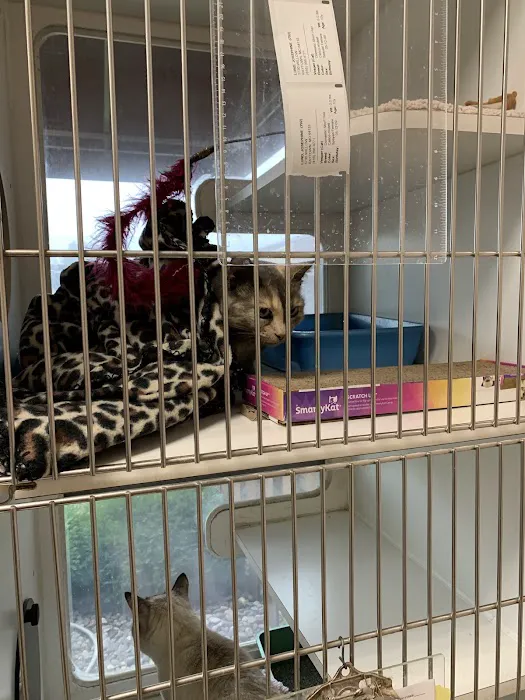 Blue Springs Animal Hospital Picture 8