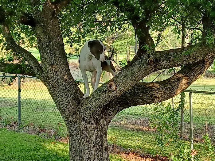 Blue Springs Animal Hospital Picture 10