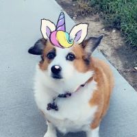 California Veterinary Clinic ico