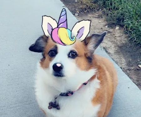 California Veterinary Clinic