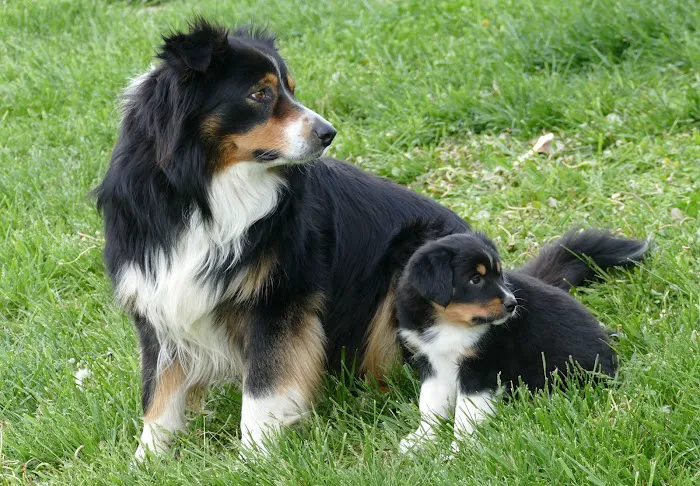 California Veterinary Clinic Picture 2