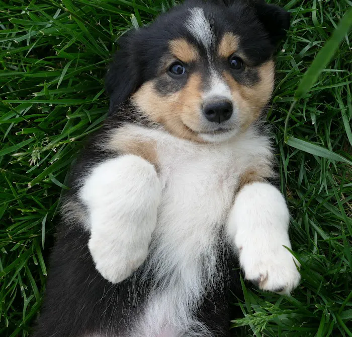 California Veterinary Clinic Picture 6