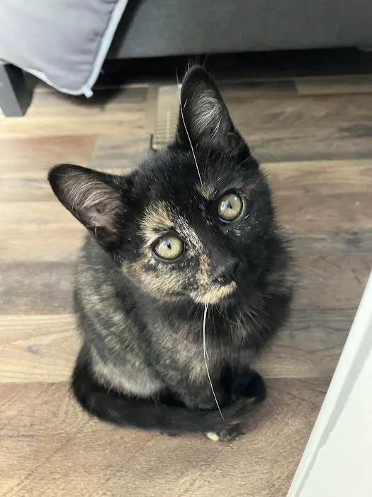 Versailles Veterinary Clinic Picture 4